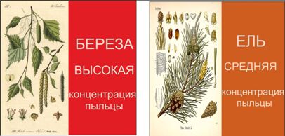 Карта березовой пыльцы