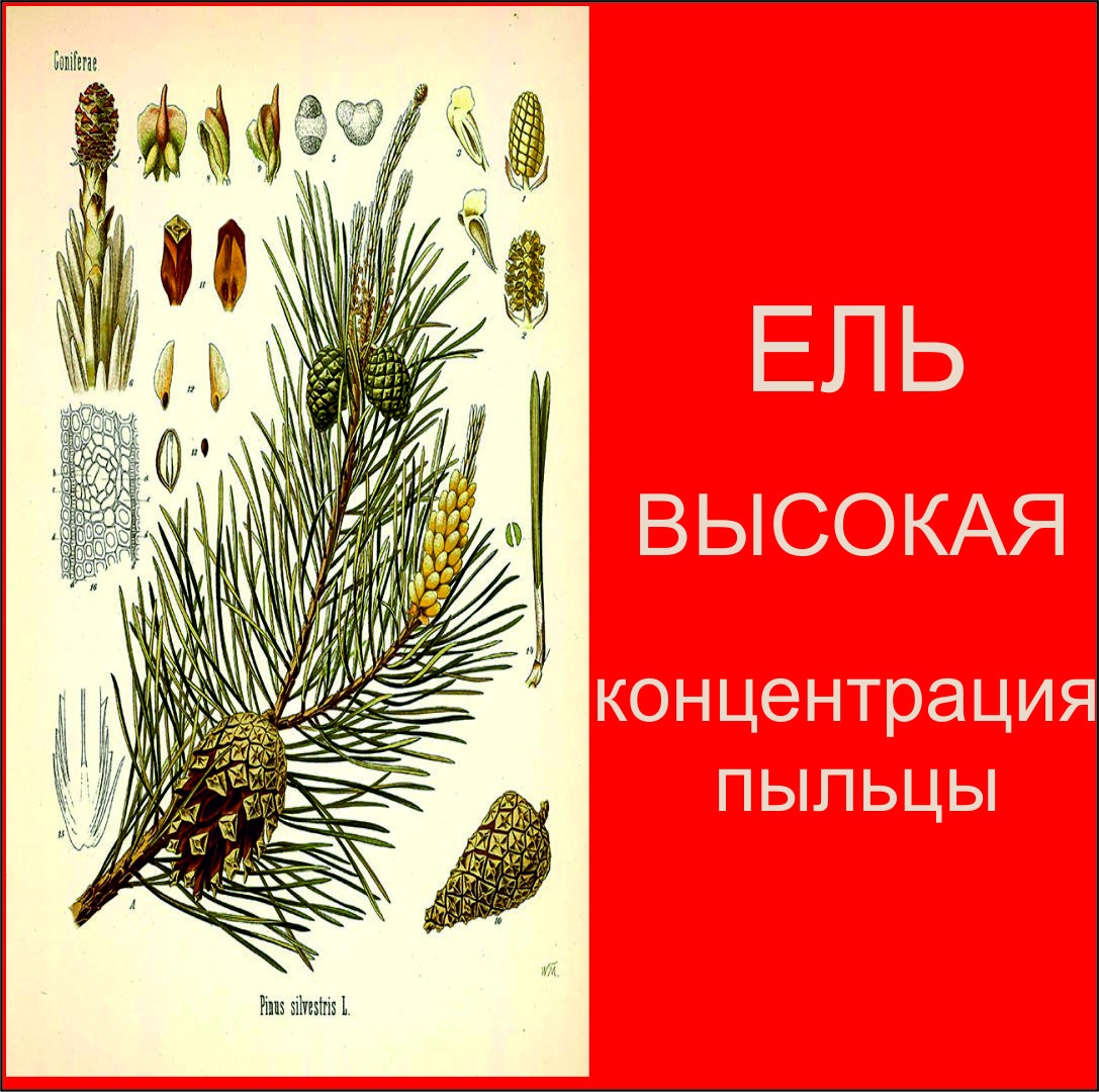 Угмк карта пыльцы